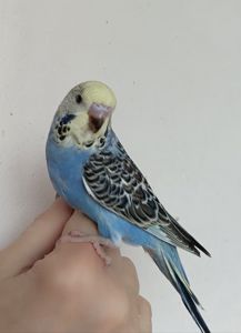 Малыши волнистые