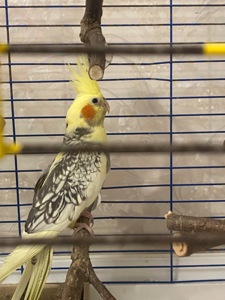 Корела, молода дівчинка