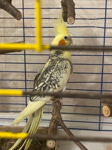 Корела, молода дівчинка