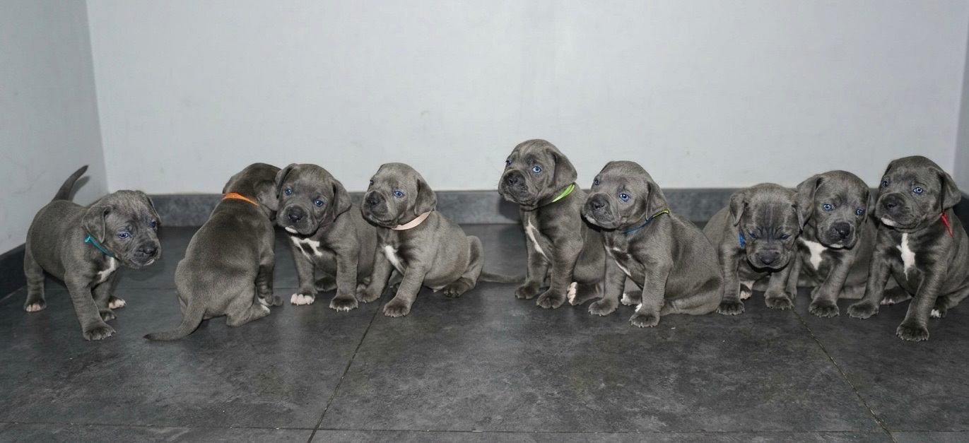 Цуценята Кане-корсо