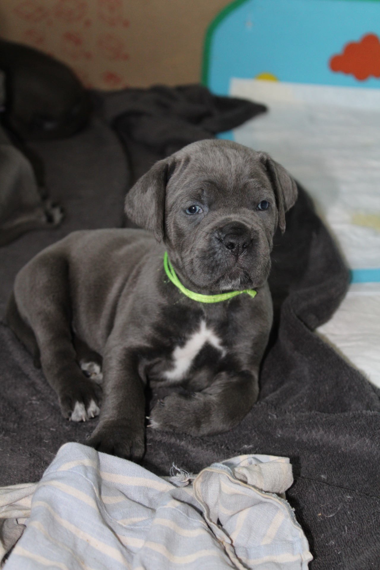 Цуценята Кане-корсо