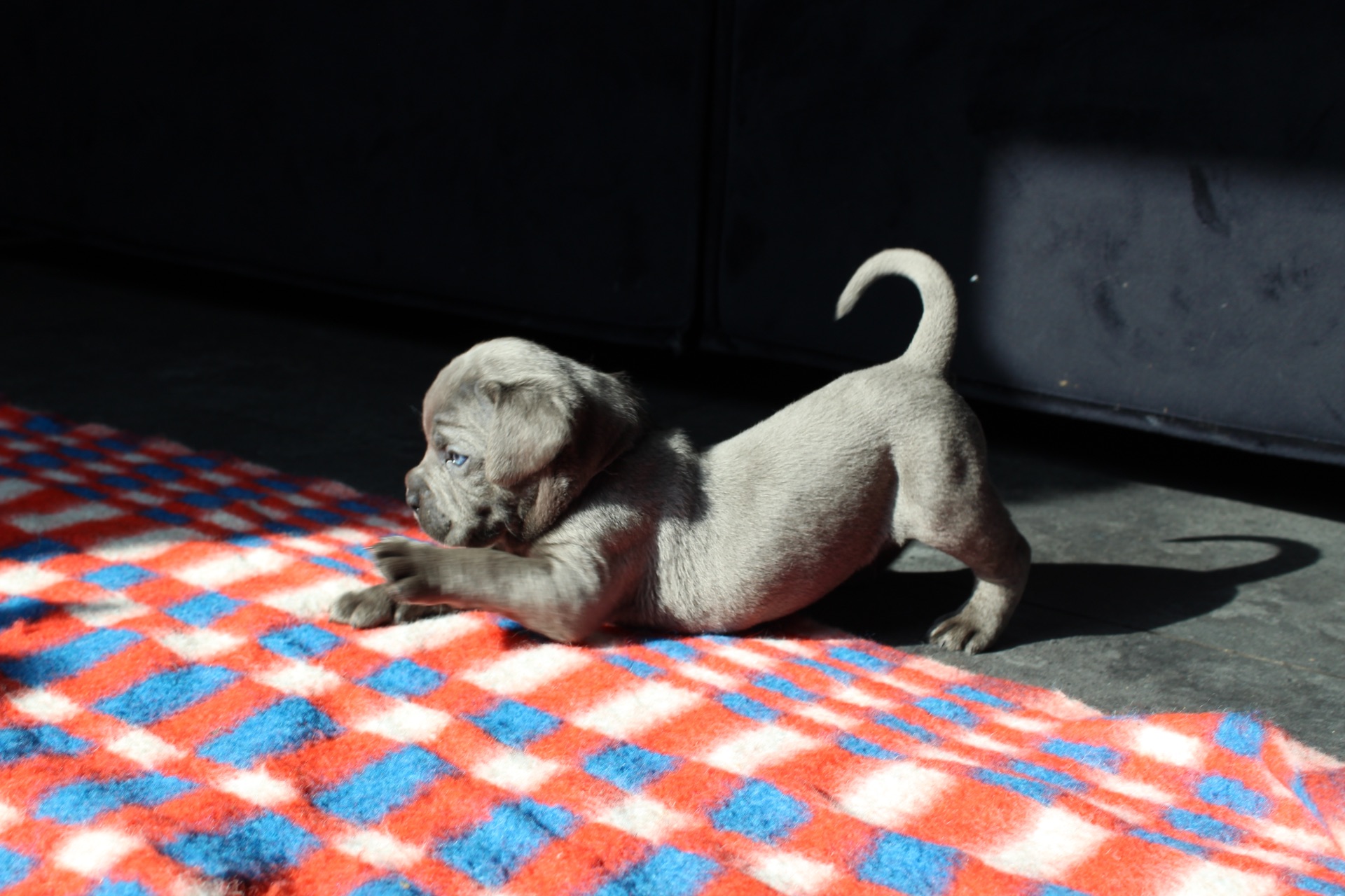 Цуценята Кане-корсо