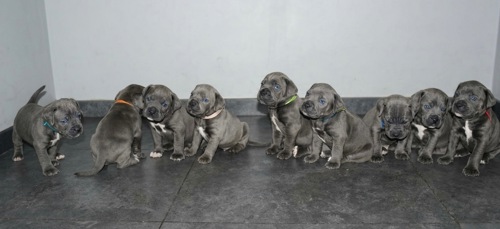 Цуценята Кане-корсо