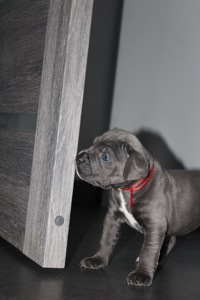 Цуценята Кане-корсо