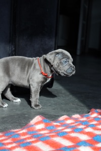 Цуценята Кане-корсо