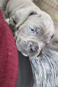 Цуценята Кане-корсо