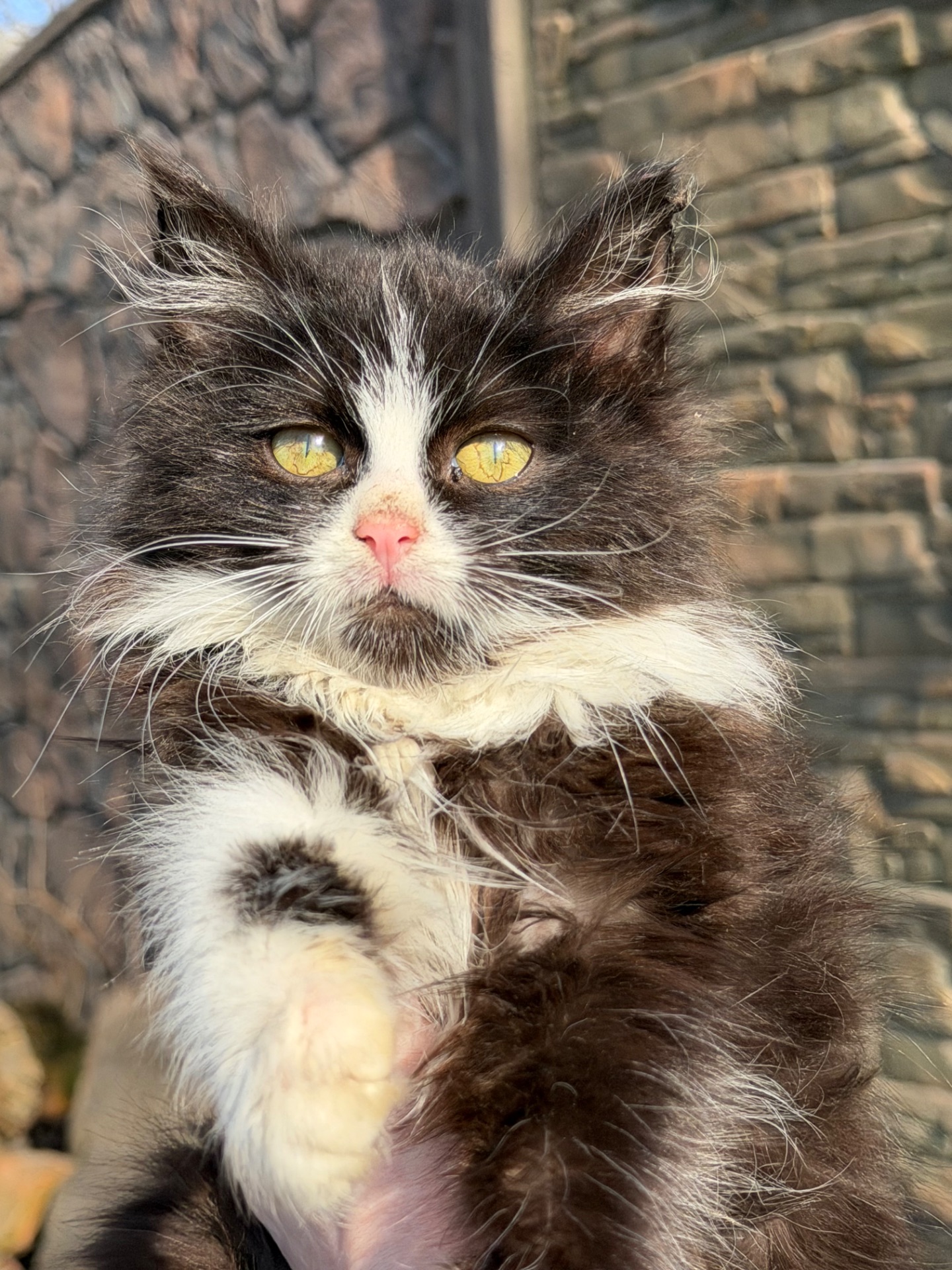 Котик Вермут в пошуках дому!