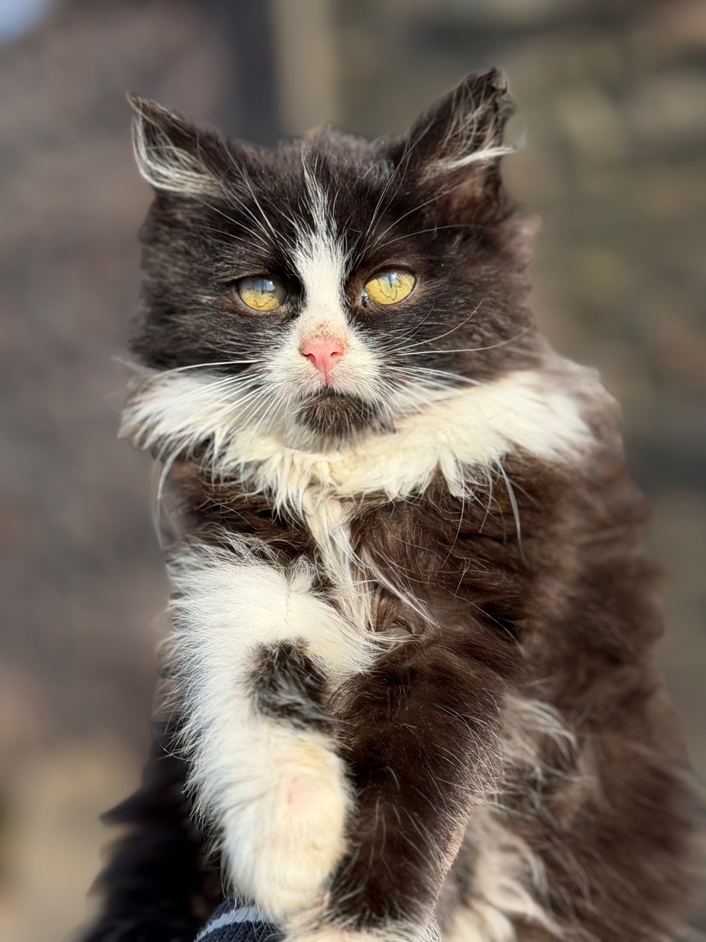 Котик Вермут в пошуках дому!