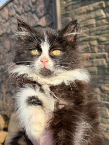 Котик Вермут в пошуках дому!