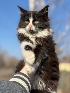 Котик Вермут в пошуках дому!