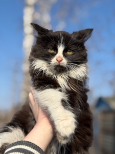 Котик Вермут в пошуках дому!