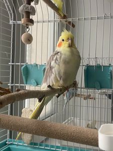 Корела, дівчинка