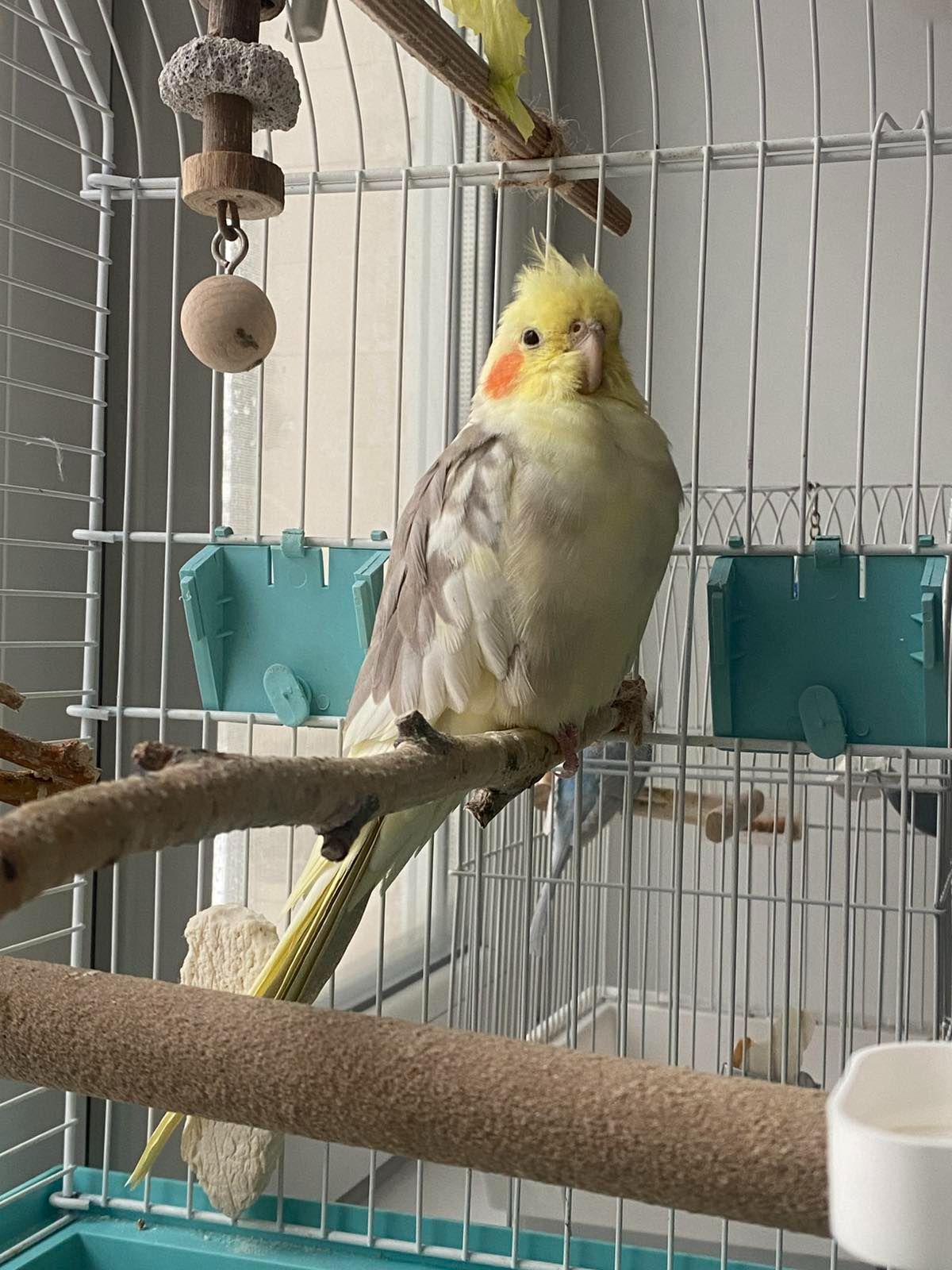 Корела, дівчинка