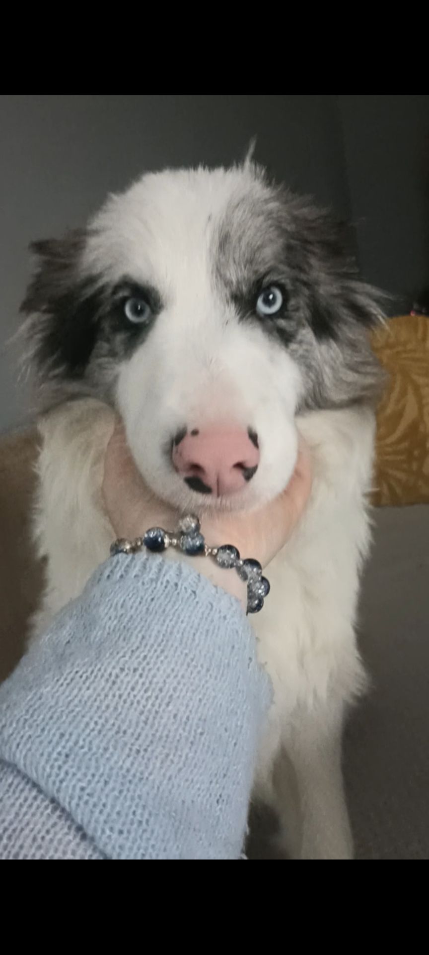 Цуцики бордер коллі, КСУ/FCI