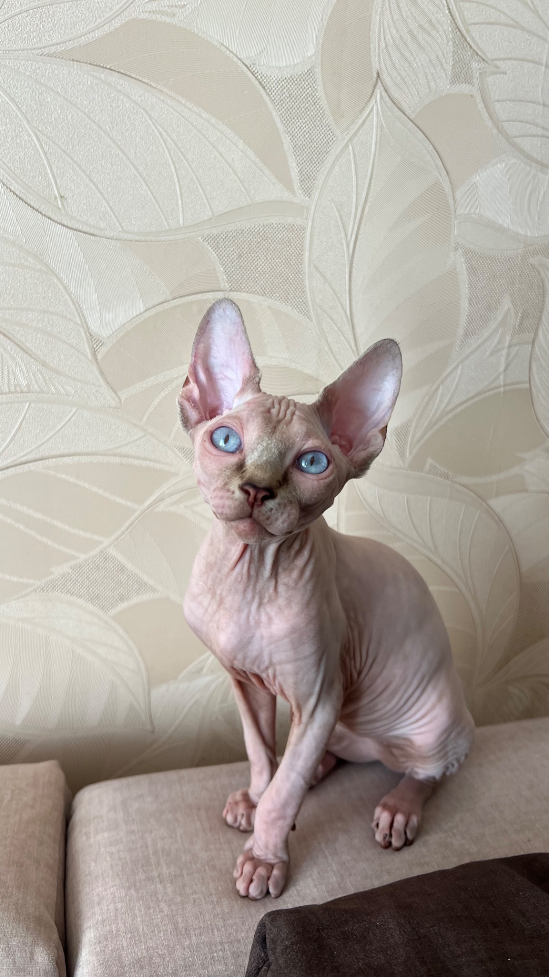 Кошеня канадський сфінкс