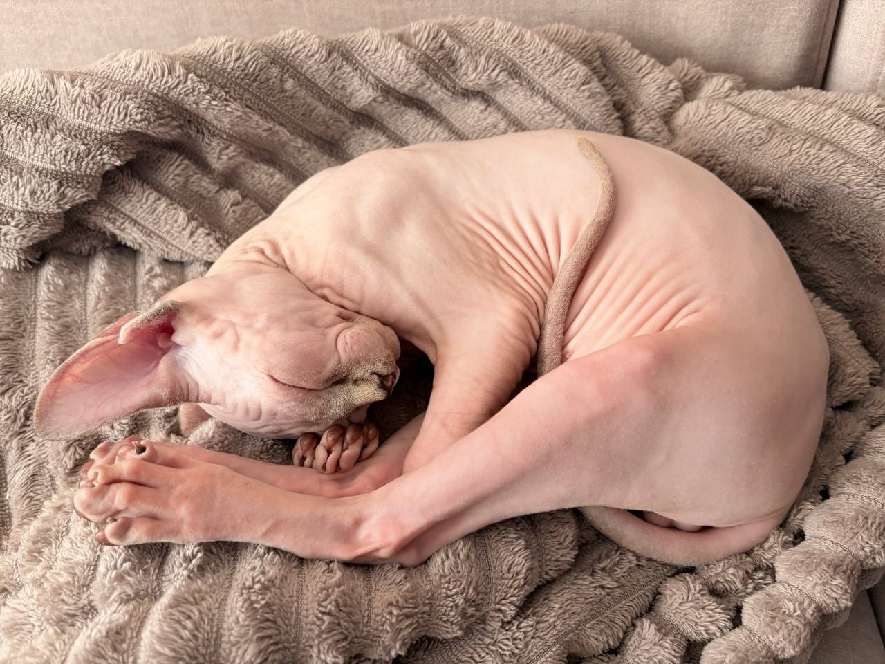 Кошеня канадський сфінкс