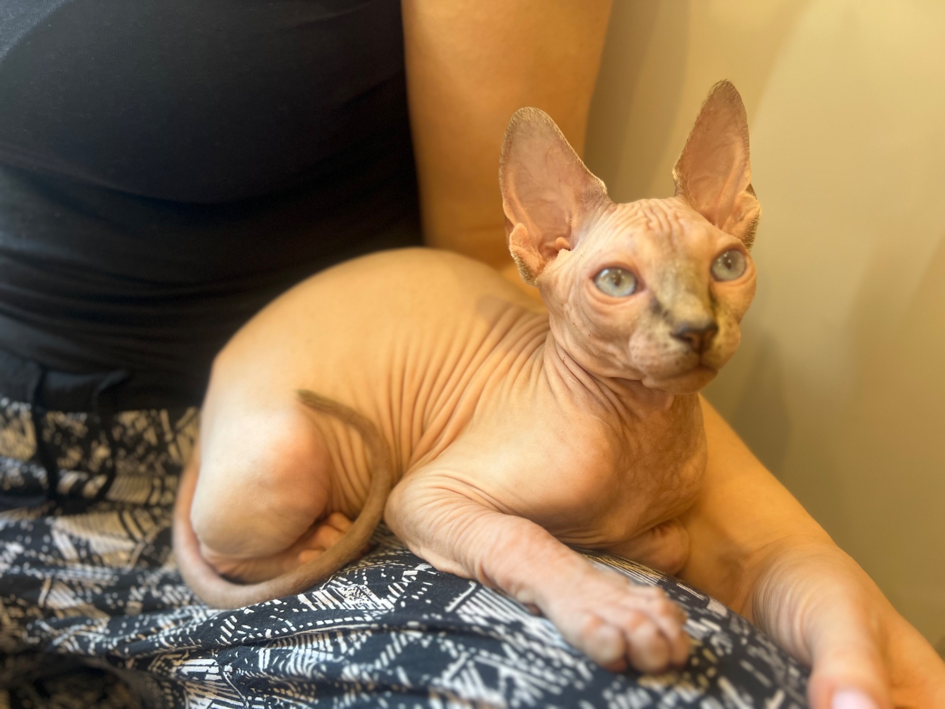 Кошеня канадський сфінкс