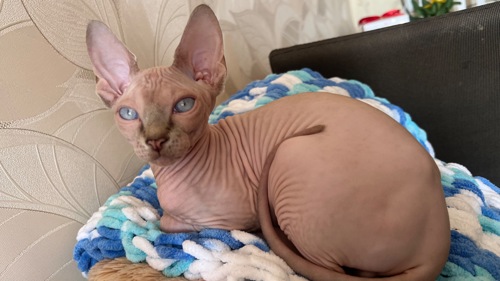 Кошеня канадський сфінкс