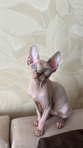 Кошеня канадський сфінкс