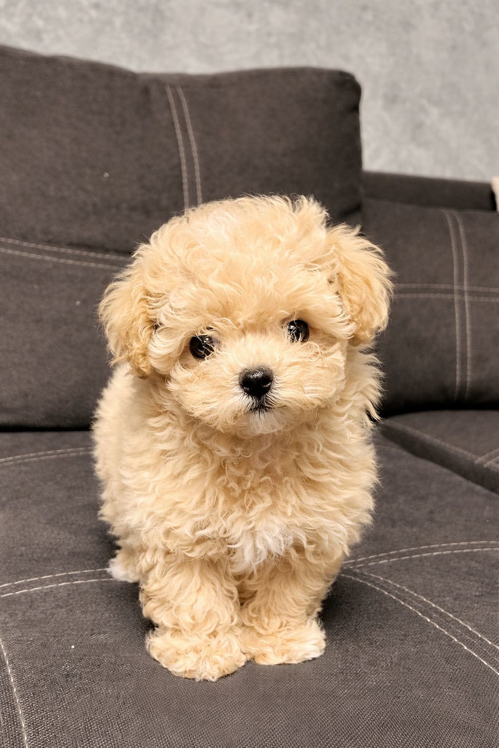 Мальтипу ф2 мальчики