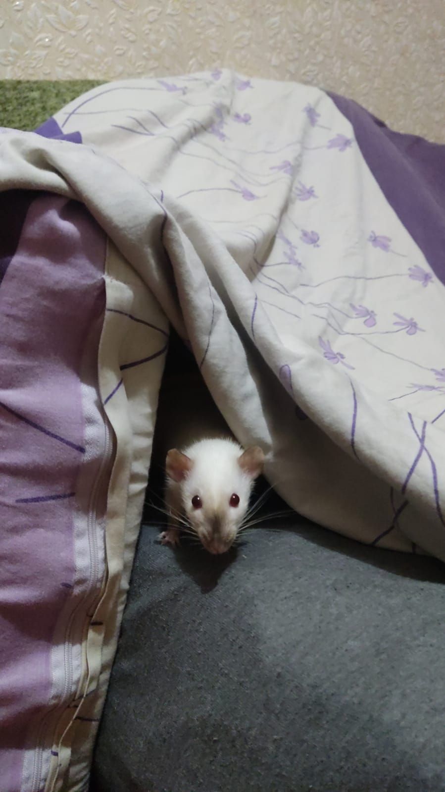 2 дівчинки щури