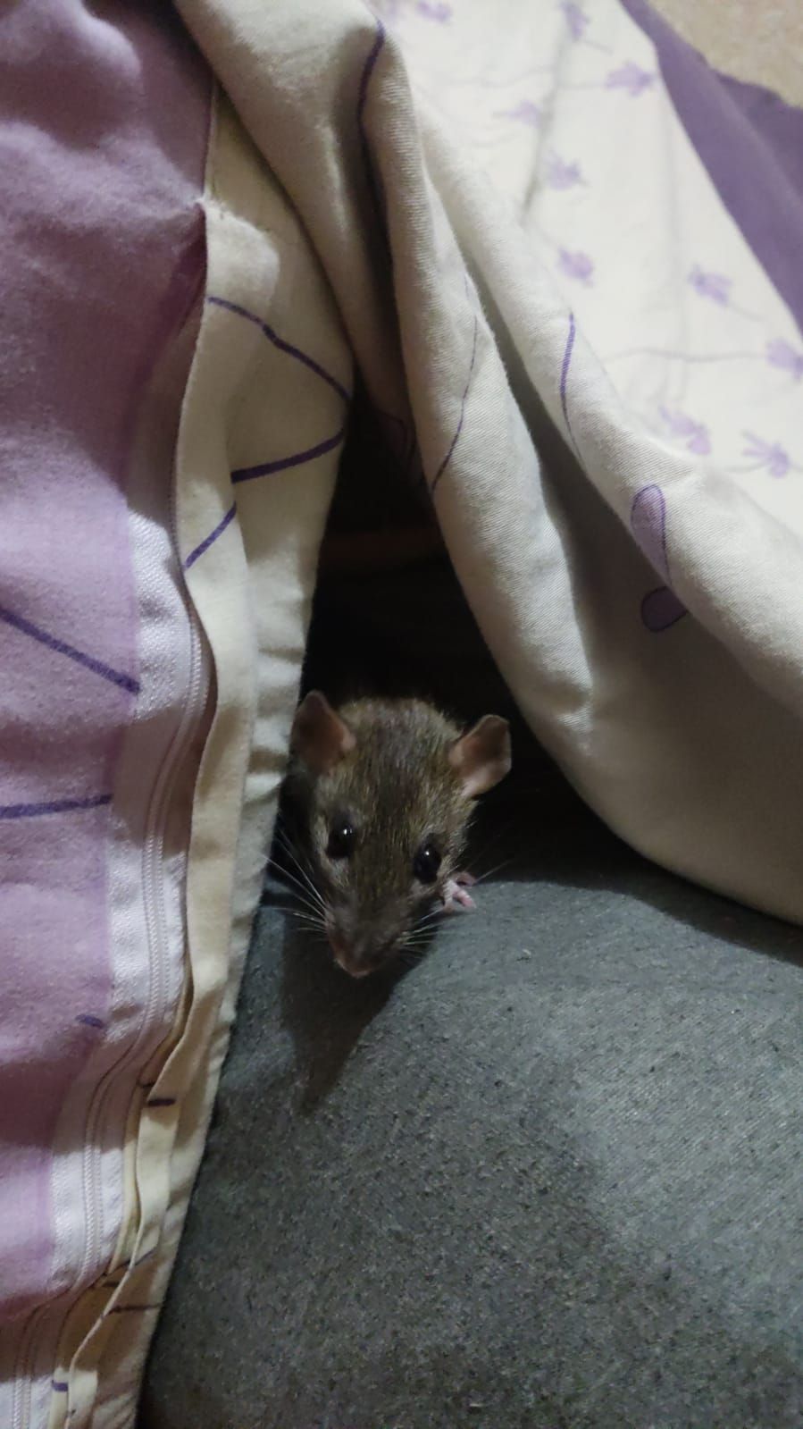 2 дівчинки щури