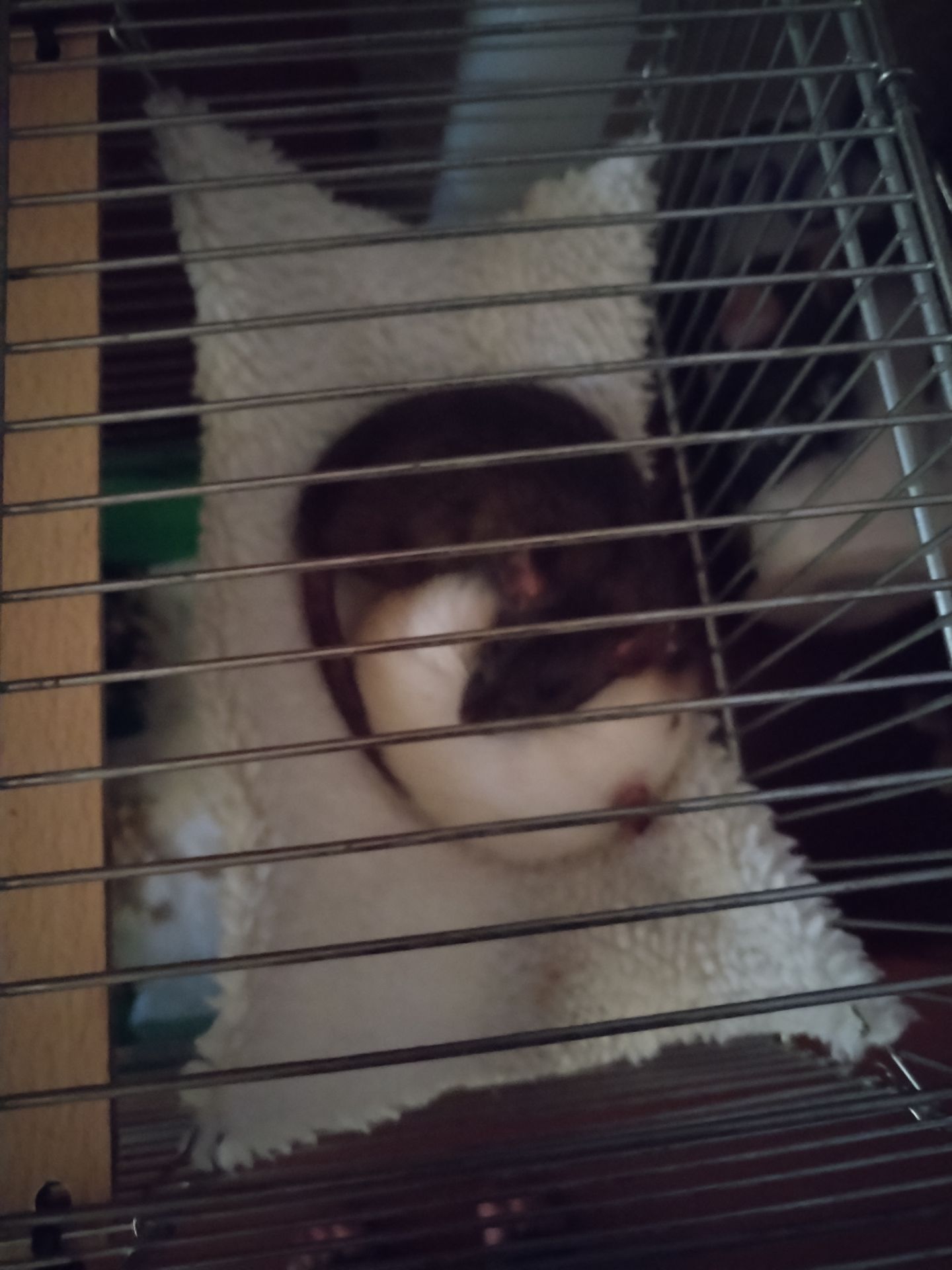 2 дівчинки щури