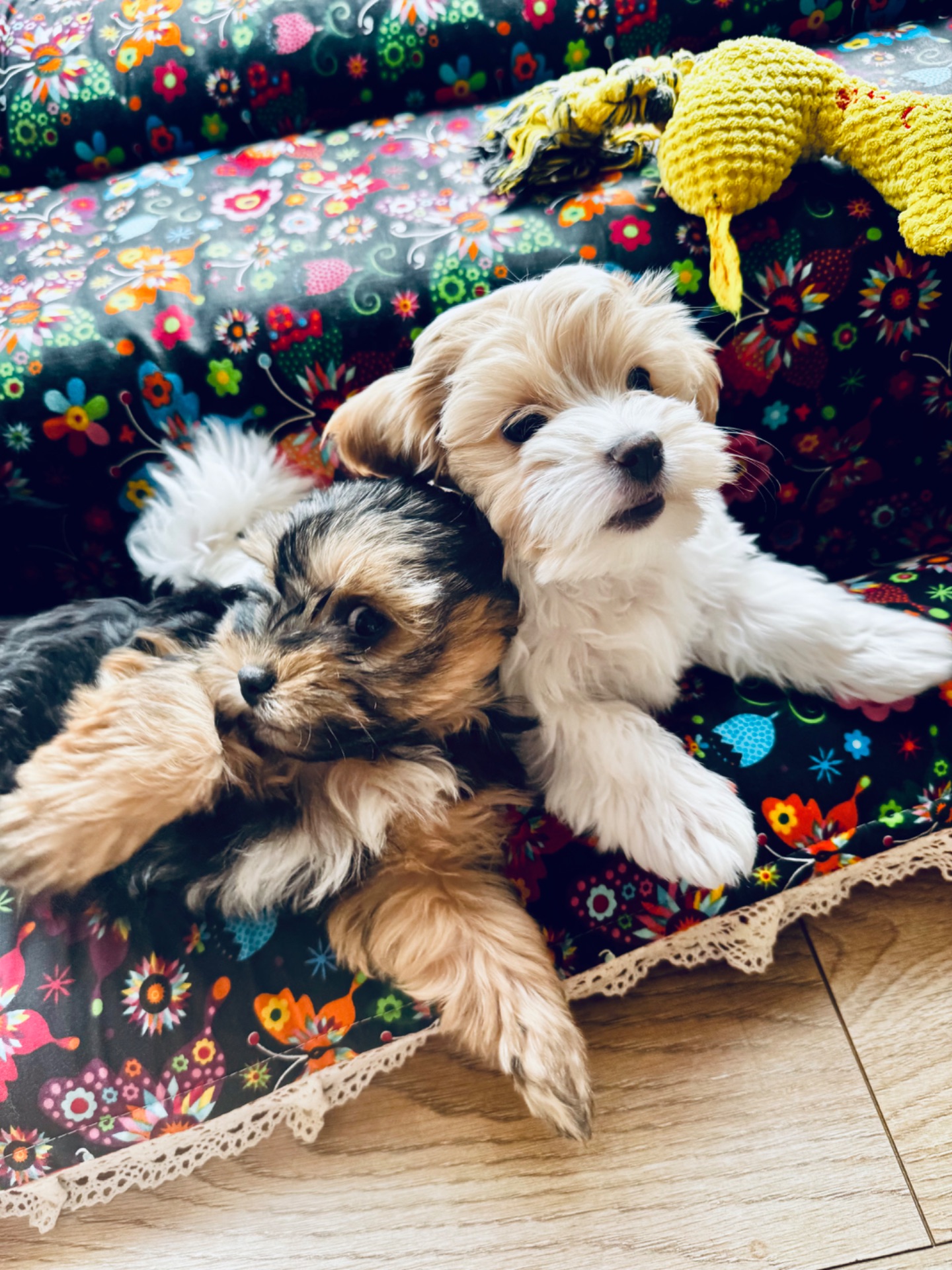 Ексклюзивні міні мальтипу