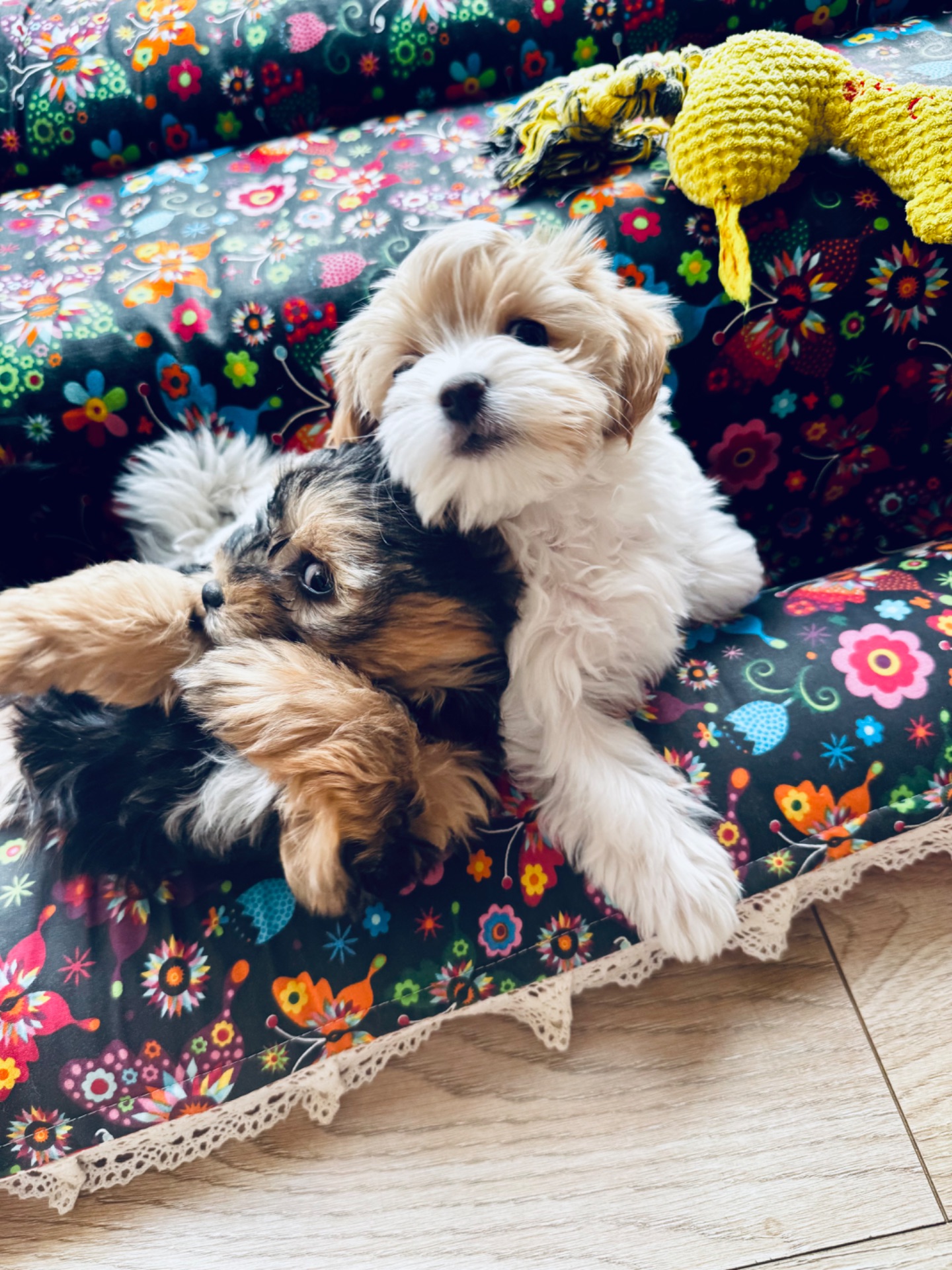 Ексклюзивні міні мальтипу