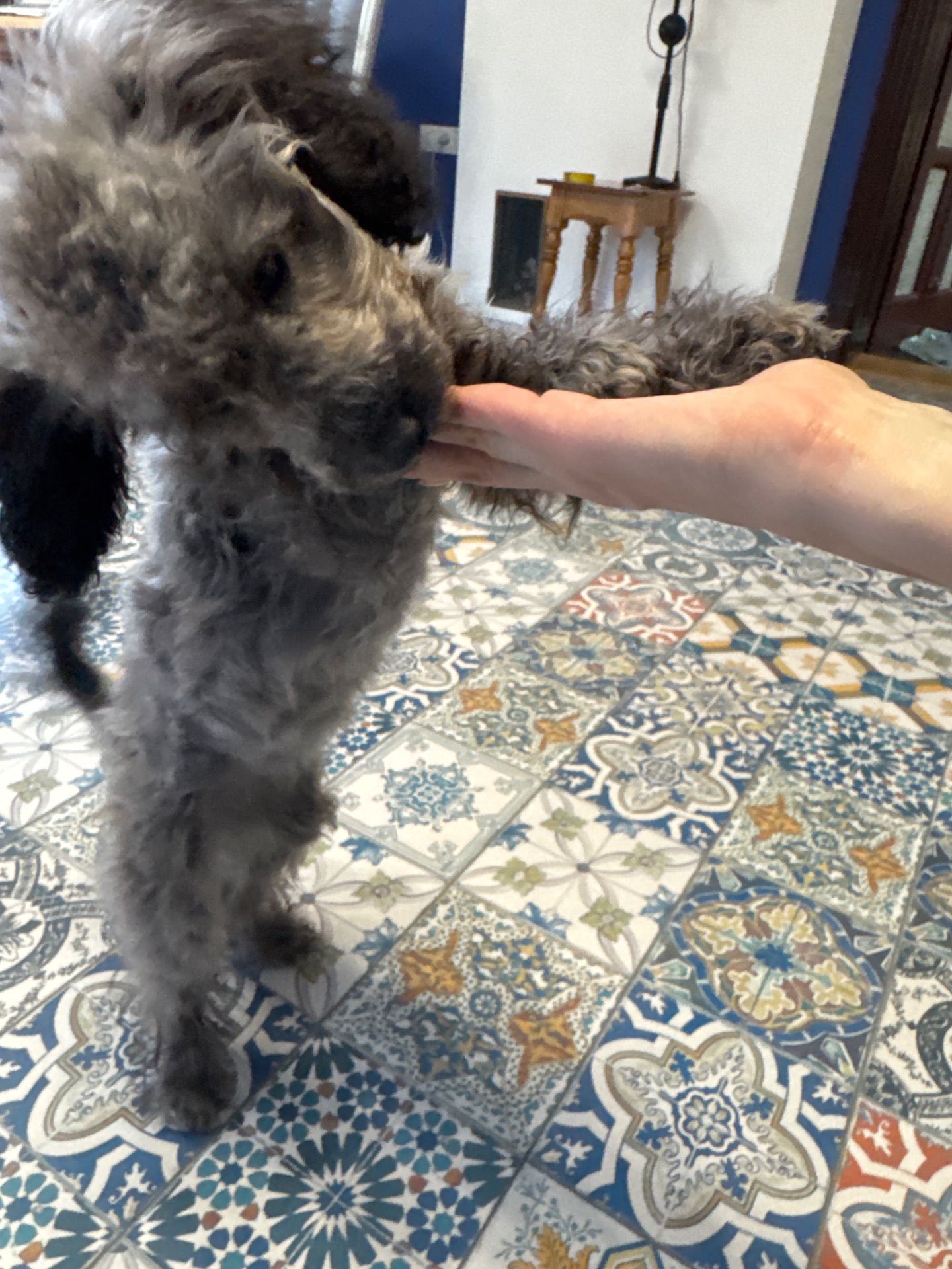 Срібна красуня той пудель