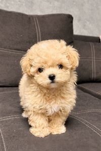 Мальтипу ф2 мальчики