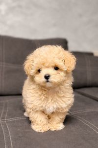 Мальтипу ф2 мальчики