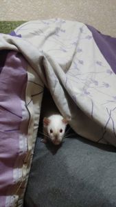 2 дівчинки щури