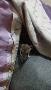 2 дівчинки щури