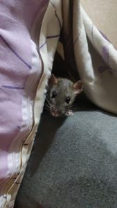 2 дівчинки щури