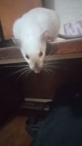 2 дівчинки щури