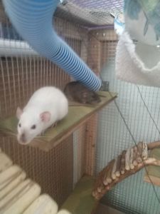 2 дівчинки щури