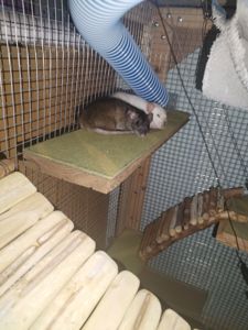 2 дівчинки щури