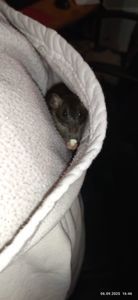 2 дівчинки щури