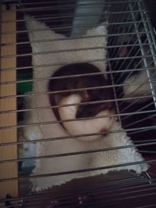 2 дівчинки щури