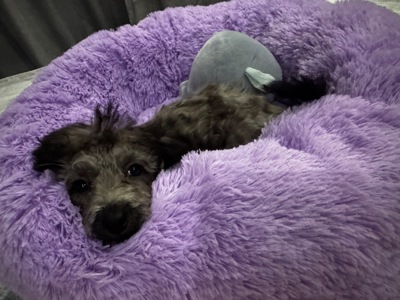 Срібна красуня той пудель