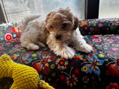 Ексклюзивні міні мальтипу