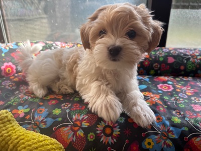 Ексклюзивні міні мальтипу