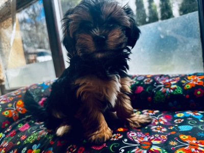 Ексклюзивні міні мальтипу