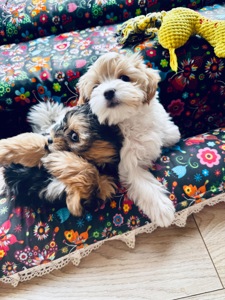 Ексклюзивні міні мальтипу