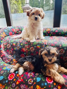 Ексклюзивні міні мальтипу