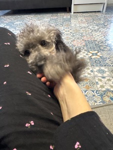 Срібна красуня той пудель