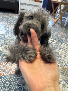 Срібна красуня той пудель