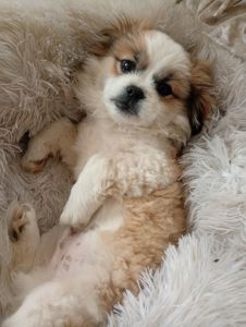 Продам дорослого хлопчика пекінеса