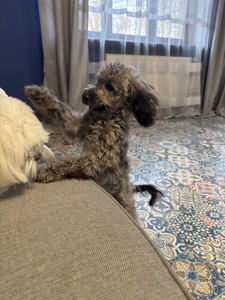 Срібна красуня той пудель